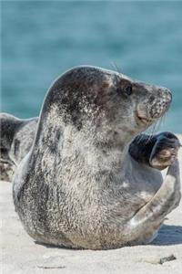 Profile of a Sand-Covered Gray Seal Halichoerus Grypuson the Beach Journal