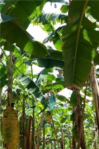 Banana Plantation