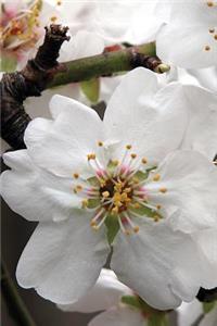 Lovely White Almond Blossom Up Close Flower Journal