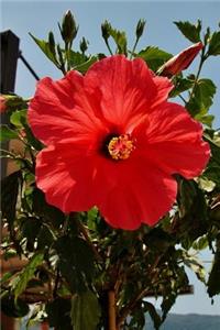 A Bright Red Hibiscus Tropical Flower Journal