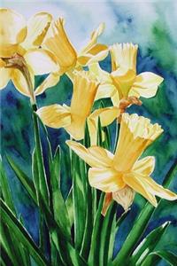 Daffodils