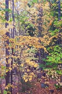 2020 Weekly Planner Autumn Foliage Fall Forest 134 Pages