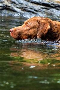 Chesapeake Bay Retriever Dog Swimming in the River Journal