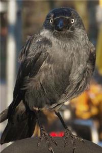 Jackdaw Looking Forward Journal