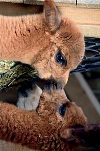 Alpacas Whispering to One Another Journal