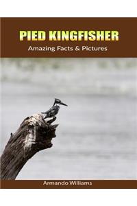 Pied Kingfisher: Amazing Facts & Pictures