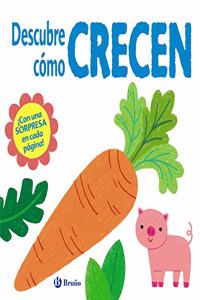 Descubre como crecen