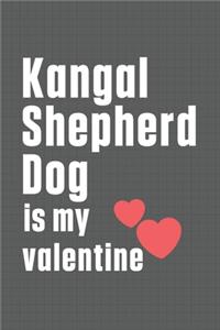 Kangal Shepherd Dog is my valentine