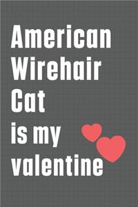 American Wirehair Cat is my valentine