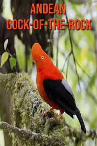 Andean Cock-of-The-Rock
