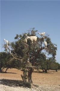 Goats in an Argan Tree in Morocco Journal