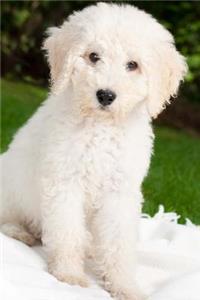 White Labradoodle Puppy Journal