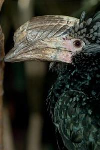 Silvery-cheeked Hornbill Bird Journal
