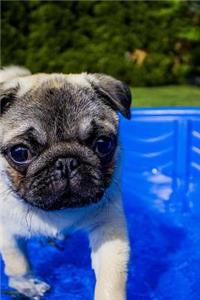 Sweet Fawn Colored Pug in a Wading Pool Puppy Dog Journal