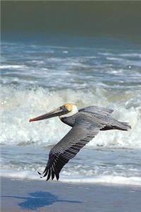 Pelican Flying Low at the Beach Marine Bird Journal