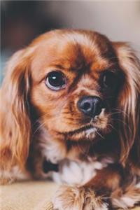 Such an Adorable Little Spaniel Puppy Dog Pet Journal