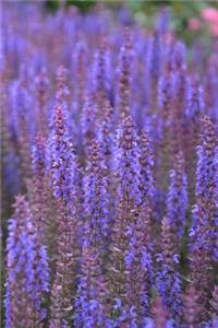 Sage Blossoms in Summer Notebook