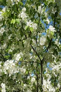 2020 Weekly Planner Beautiful Springtime Flowering Tree 134 Pages