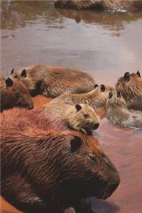 Group Photo of a Bunch of Capybaras by the Water Journal