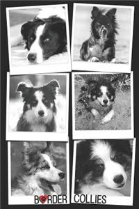 Border Collies