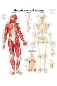 Musculoskeletal System Paper Poster