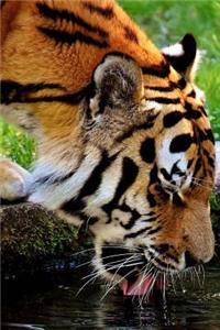 A Tiger Leaning in for a Drink Journal