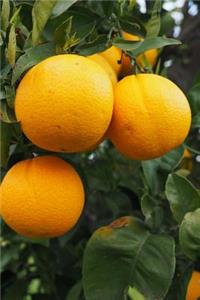 Cool Oranges on a Tree Journal