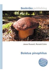 Boletus Pinophilus