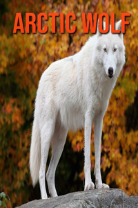 Arctic Wolf