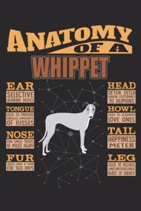 Anatomy Of A Whippet