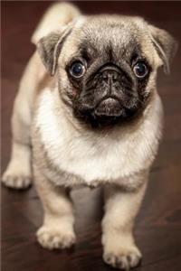 Look at the Cutest Baby Pug Puppy Journal
