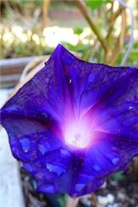 Grandpa Ott's Morning Glory Journal