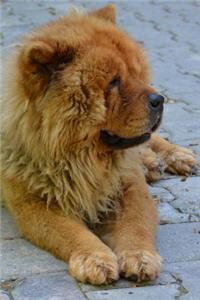 The Chow Chow Dog Journal