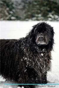 Newfoundland Dog Affirmations Workbook Newfoundland Dog Presents