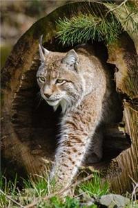 Bobcat Checking Things Out Journal: 150 page lined notebook/diary