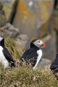 Cute Puffin Hanging Out in the Summer in Iceland Journal