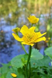 Caltha Palustris Marsh Marigold Flower Journal