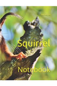 Squirrel