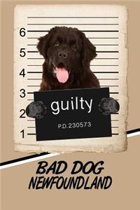 Bad Dog Newfoundland
