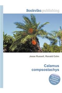 Calamus Compsostachys