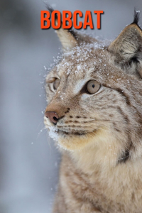 Bobcat