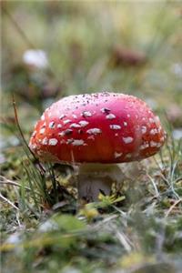 Red and White Fly Agaric Mushroom Journal