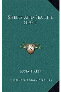 Shells And Sea Life (1901)