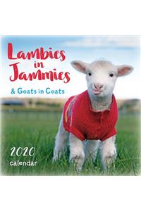 Lambies in Jammies & Goats In Coats