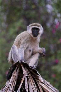 Vervet Monkey Journal