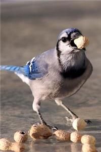 Score! Bluebird Eating a Peanut Journal