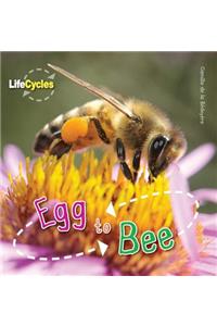 Egg to Bee