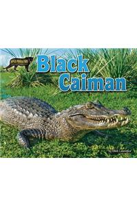 Black Caiman