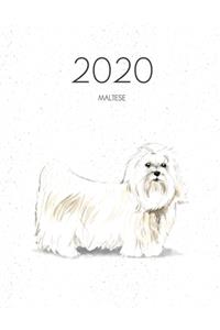 2020 Maltese