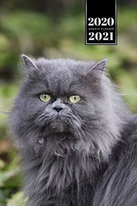 Persian Cat Kitten Kitty Tomcat Week Planner Organizer 2020 / 2021 - In the Nature